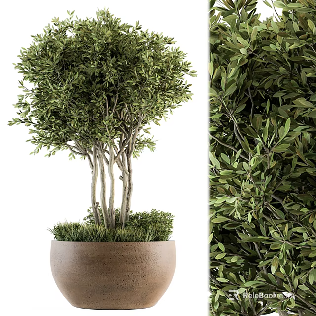 Lush Evergreen Olive Bonsai Plant In Terracotta Pot With Multiple Trunks And Green Leaves 3d model 