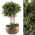 Lush Evergreen Olive Bonsai Plant In Terracotta Pot With Multiple Trunks And Green Leaves