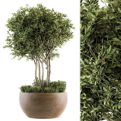 Lush Evergreen Olive Bonsai Plant In Terracotta Pot With Multiple Trunks And Green Leaves 3d model