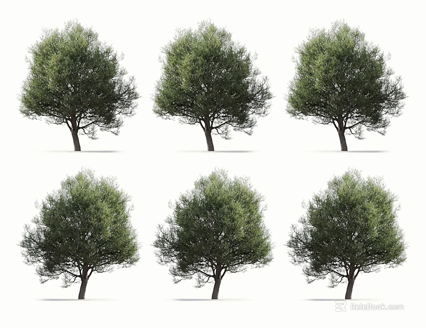 Six Lush Green Olive Trees With Dense Foliage For Landscape Design 3d model 