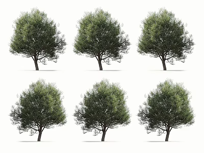 Six Lush Green Olive Trees With Dense Foliage For Landscape Design 3d model