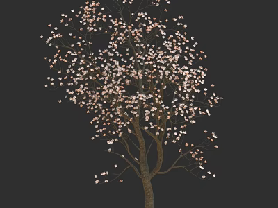 Beautiful Single Tree With Blooming Pink Flowers Against Dark Background 3d model