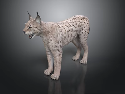 Realistic Lynx Figure With Spotted Fur And Pointed Ears Standing On Dark Surface 3d model