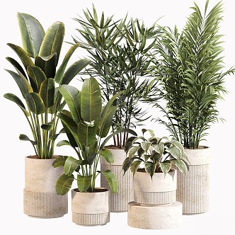 Indoor Plants suit 031 3d model