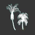 Two Tall Palm Trees With Large Green Fronds And Natural Trunks