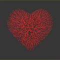 Red Heart Organ with Hair like Vascular Fibrous Network Structure
