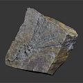 Natural Wood Stone Piece With Irregular Shape And Radiating Surface Patterns