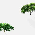 Lush Arbor Trees With Green Leaves And White Flowers In Garden