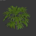 Shrub With Lush Green Foliage And Wooden Stems In Natural Scene