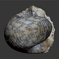 Natural Decorative Seashell as Daily Life Item with Spiral Shape and Colorful Patterns