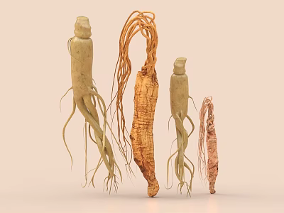 Organic Ginseng Roots with Long Fibrous Tails as Traditional Natural Health Food 3d model