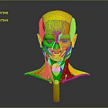 3D Human Head and Neck Muscle Anatomy Model Showing Detailed Anatomical Structure
