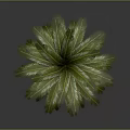 Tall Palm Tree With Green Fronds And Brown Trunk Against Gray Background