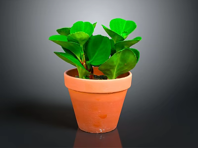 Healthy Green Leafy Plant with Rounded Leaves in Terracotta Pot on Dark Background 3d model