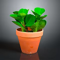 Healthy Green Leafy Plant with Rounded Leaves in Terracotta Pot on Dark Background