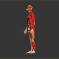 Muscle Human Muscle Human Muscle Human Muscle Tissue Human Organ 3d model