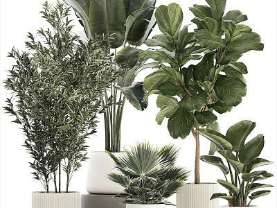 Bonsai Potted Plants With Various Green Species In Ceramic Pots For Indoor Decor 3d model