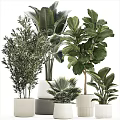 Bonsai Potted Plants With Various Green Species In Ceramic Pots For Indoor Decor