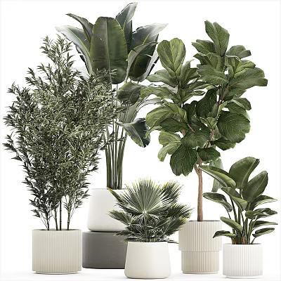 Bonsai Potted Plants With Various Green Species In Ceramic Pots For Indoor Decor 3d model