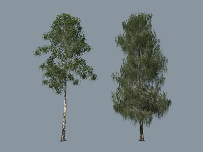 Two Different Types of Trees with White Trunk and Conical Crown Green Leaves 3d model