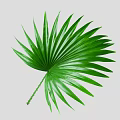 Fresh Green Tropical Palm Leaf With Lush Fronds And Long Stem