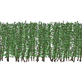 Lush Green Shrub Hedge With Dense Foliage For Garden Landscaping