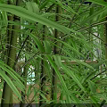 Check-in at Cozy Night Garden with Bamboo Trees and Outdoor Lighting