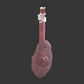 Medical Device Detailed Lung Anatomical Model with Bronchial Structure 3d model