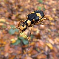 Black And Yellow Reptile In Autumn Foliage