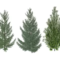 Three Different Evergreen Trees With Varied Foliage Shapes And Colors