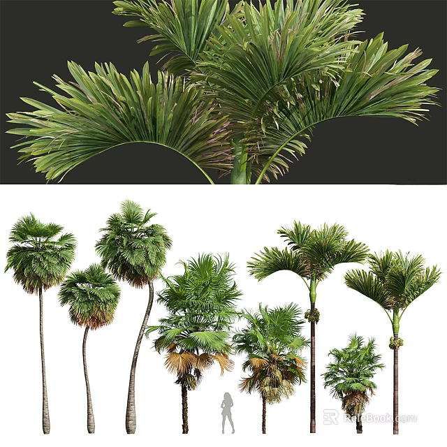 Palm Trees With Lush Green Fronds And Tall Trunks In Tropical Landscape 3d model 