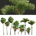 Palm Trees With Lush Green Fronds And Tall Trunks In Tropical Landscape