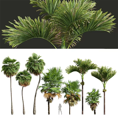 Palm Trees With Lush Green Fronds And Tall Trunks In Tropical Landscape 3d model