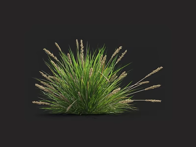 Green Grass With Slender Leaves And Spike Flowers In Circular Shape On Black Background 3d model