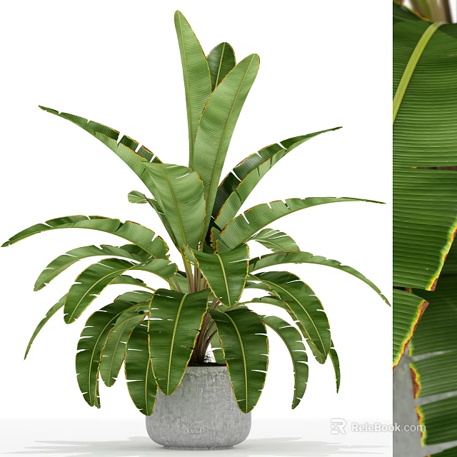Indoor Bonsai Potted Plant With Large Green Leaves And Red Edged Foliage 3d model 