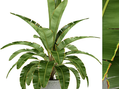 Indoor Bonsai Potted Plant With Large Green Leaves And Red Edged Foliage 3d model