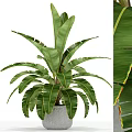 Indoor Bonsai Potted Plant With Large Green Leaves And Red Edged Foliage