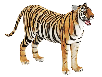 Lifelike Tiger Figure With Orange Black Stripes White Chest Standing Posture Open Mouth 3d model