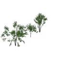 Arbor Trees With Lush Green Foliage Various Trunk Shapes And Human Figure
