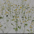 Cluster of Plants with Yellow Small Flowers Green Leaves and Slender Stems on Light Background