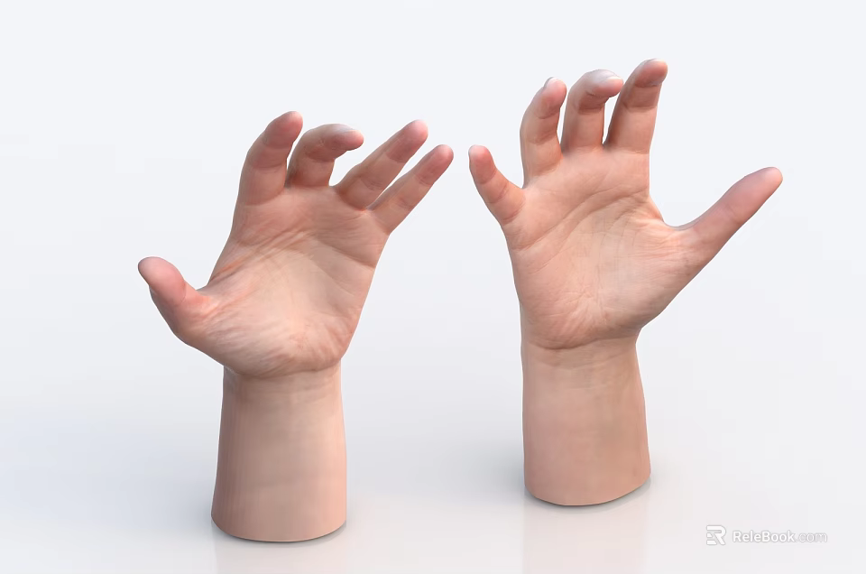Human Hands With Palms Up In Natural Relaxed Pose On White Background 3d model 