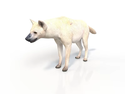 Light Colored Hyena Standing In Natural Posture On White Background 3d model