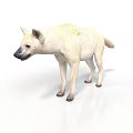 Light Colored Hyena Standing In Natural Posture On White Background