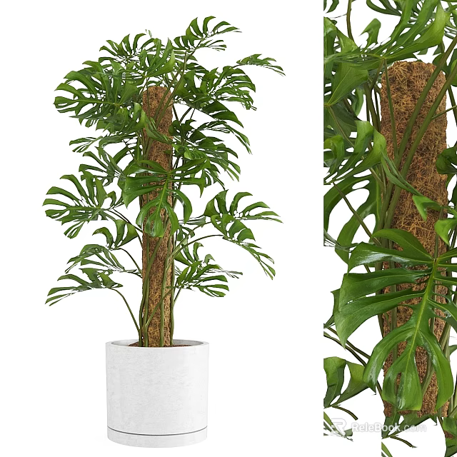 Lush Monstera Plant with Wrapped Trunk in White Planter for Garden Decor 3d model 