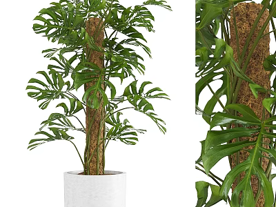 Lush Monstera Plant with Wrapped Trunk in White Planter for Garden Decor 3d model