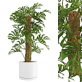 Lush Monstera Plant with Wrapped Trunk in White Planter for Garden Decor