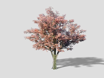 Pink Leaf Arbor with Green Trunk and Shadow on Gray Background 3d model