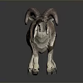 Ram With Large Curved Horns And Brown White Fur Walking On Grey Background