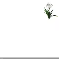 Beautiful White Spider Lily With Long Slender Petals And Green Leaves