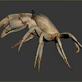 Light Brown Crab With Large Claws Standing On Gray Gradient Background With Reflection 3d model
